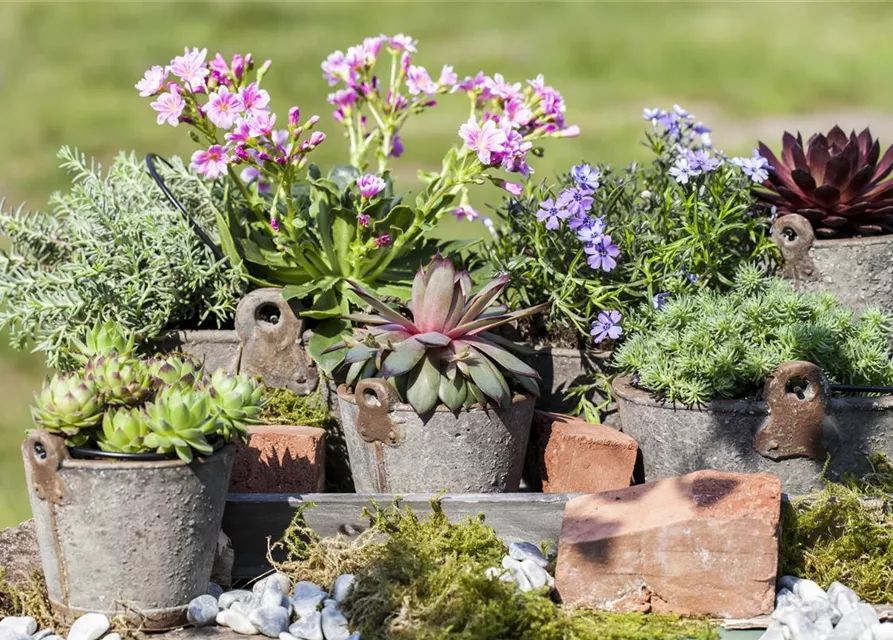 Phlox subulata