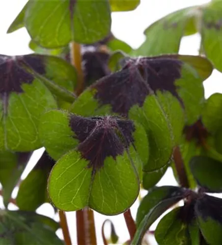 Oxalis deppei