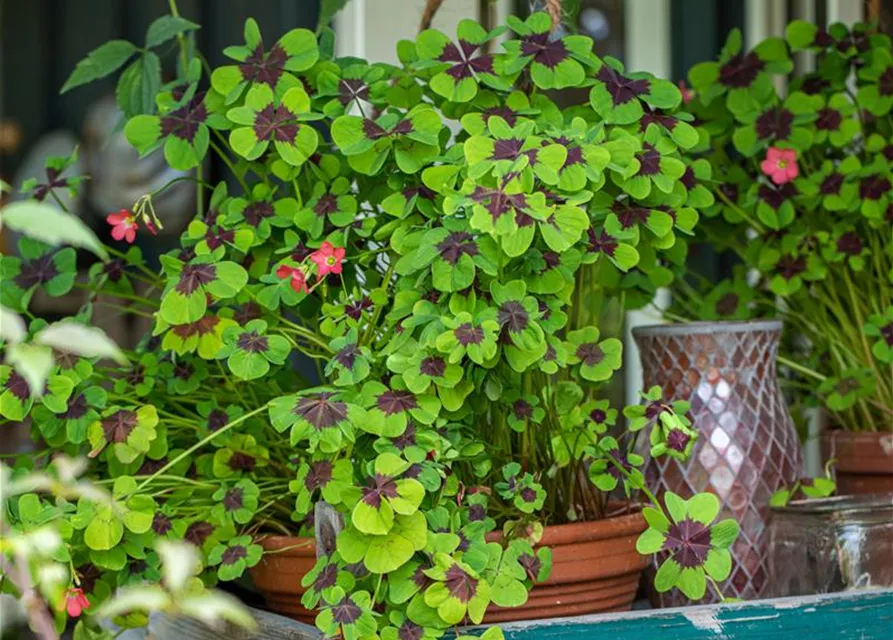 Oxalis deppei