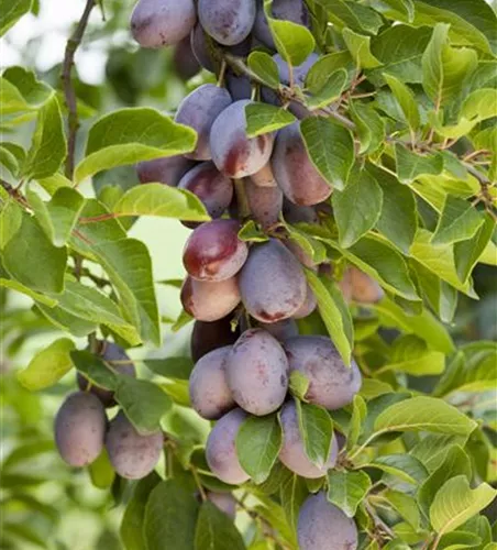 Prunus domestica subsp. domestica