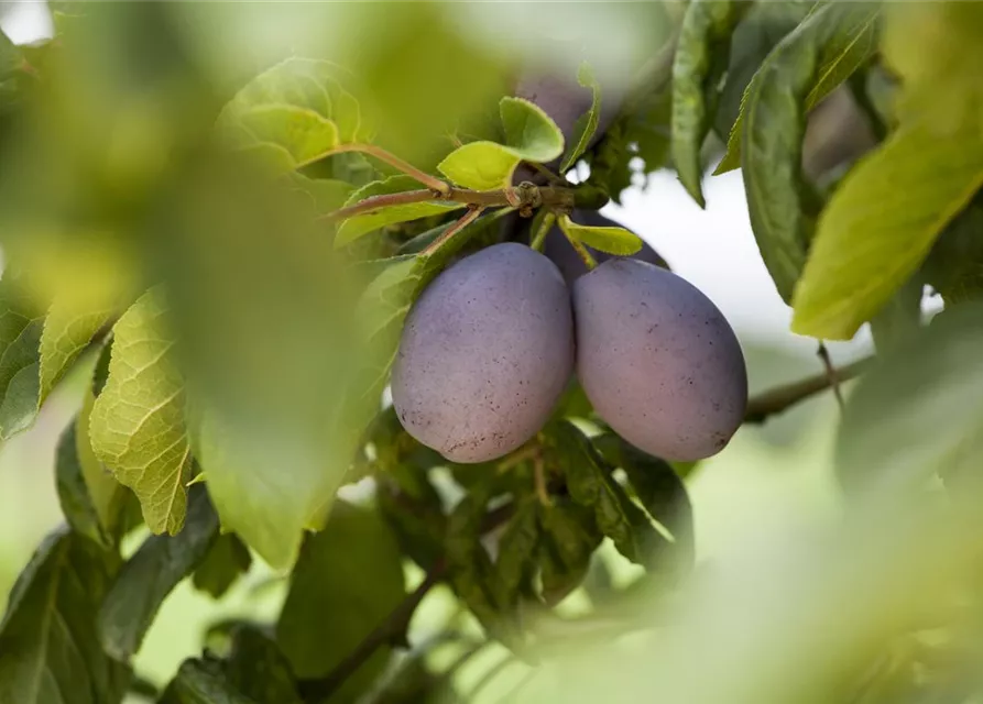 Prunus domestica subsp. domestica