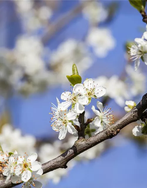 Prunus domestica subsp. domestica