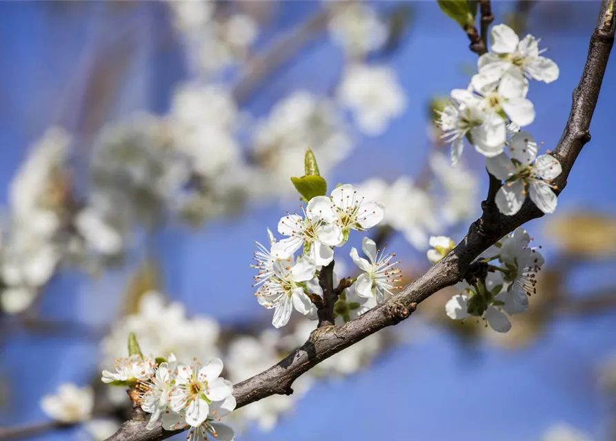 Prunus domestica subsp. domestica