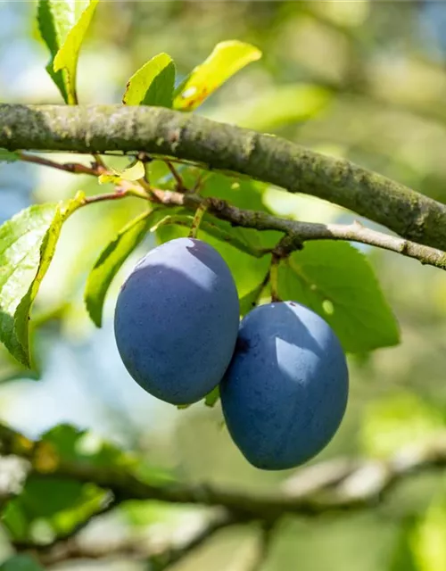 Prunus domestica subsp. domestica