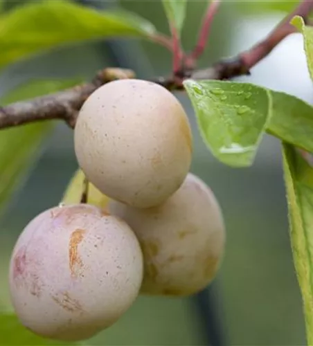 Prunus domestica subsp. syriaca