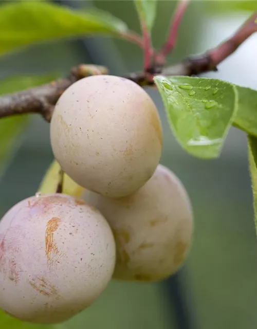 Prunus domestica subsp. syriaca