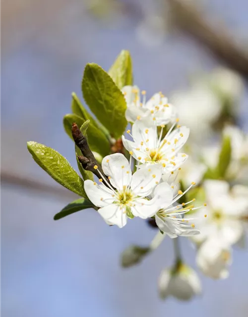 Prunus domestica subsp. syriaca