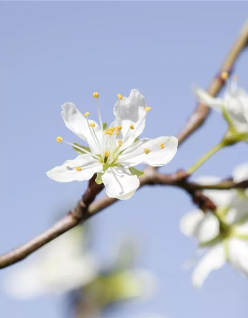 Prunus domestica subsp. syriaca