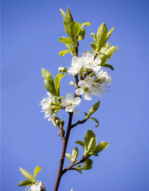 Prunus domestica subsp. syriaca