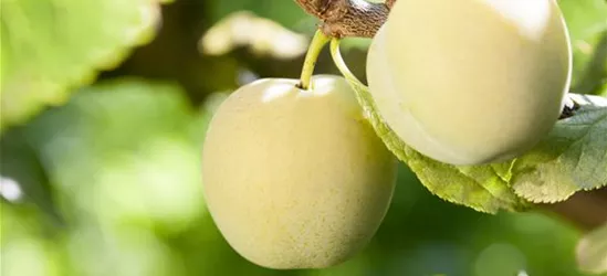 Prunus domestica subsp. syriaca 'Aprimira'