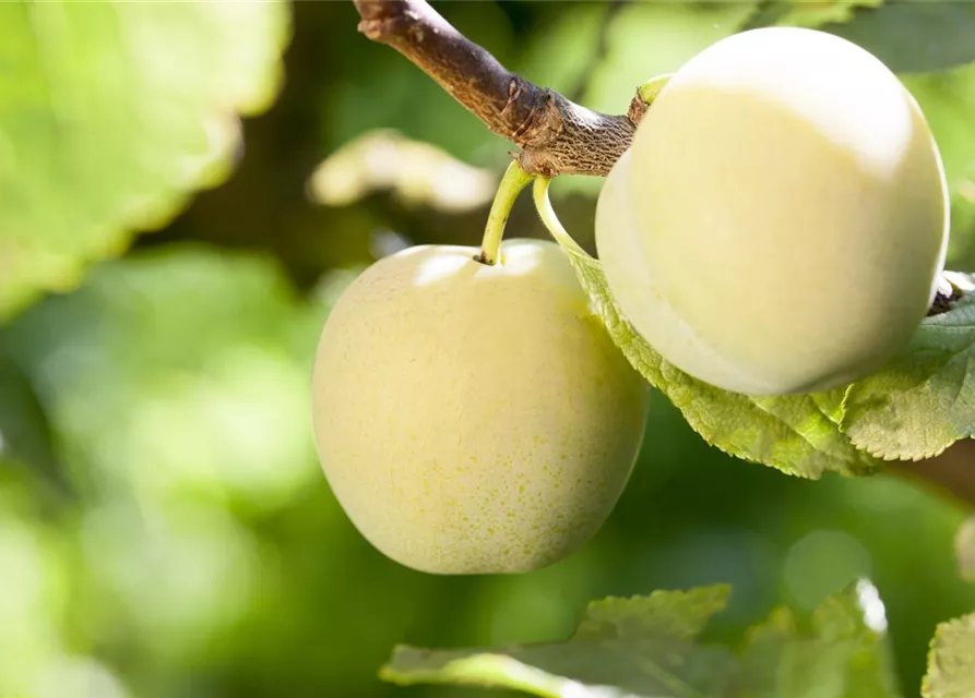 Prunus domestica subsp. syriaca 'Aprimira'