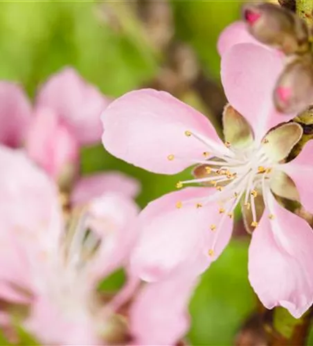 Prunus dulcis