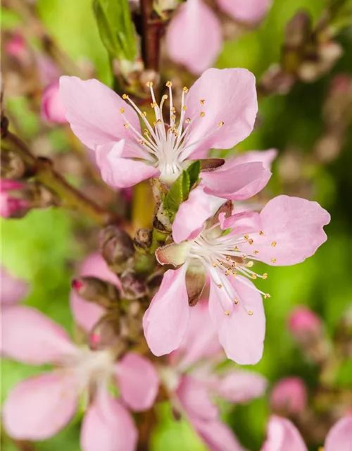 Prunus dulcis