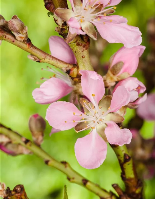 Prunus dulcis