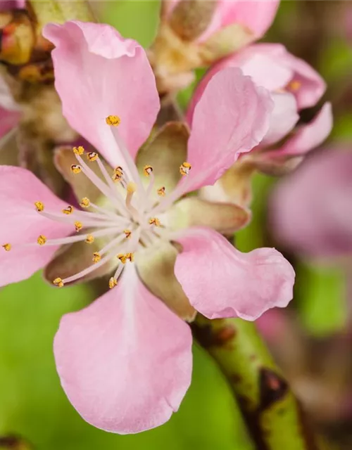 Prunus dulcis