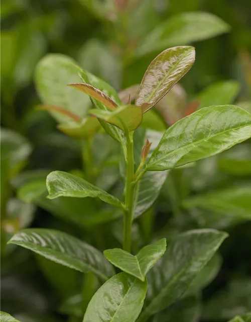 Prunus laurocerasus