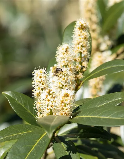 Prunus laurocerasus