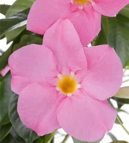 Mandevilla sanderi