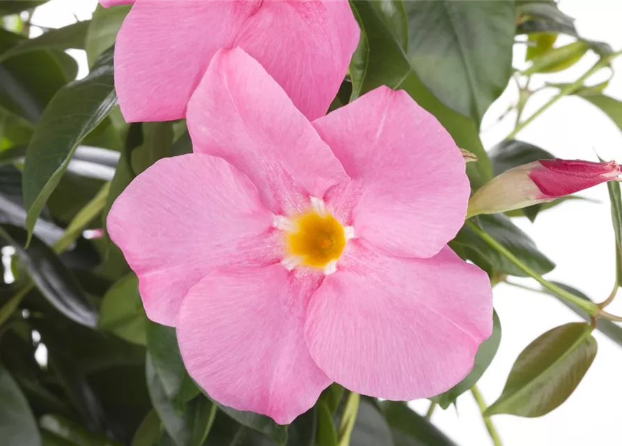 Mandevilla sanderi