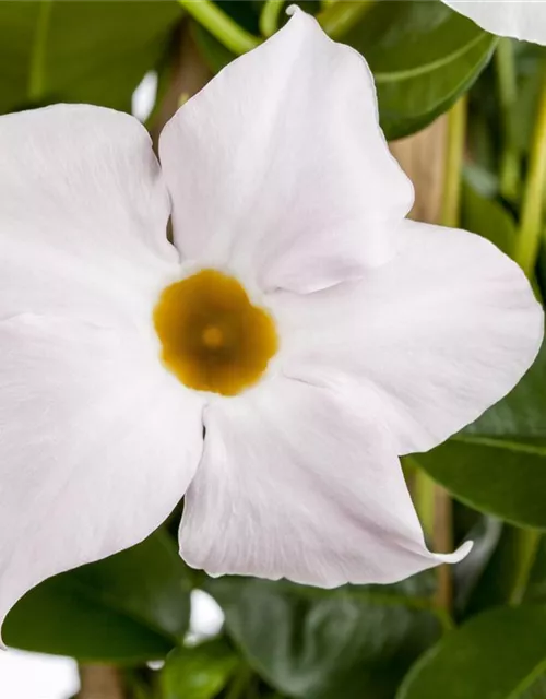 Mandevilla sanderi