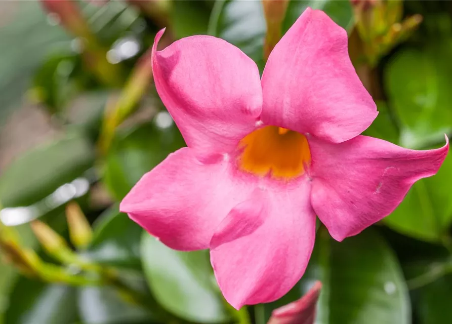 Mandevilla sanderi