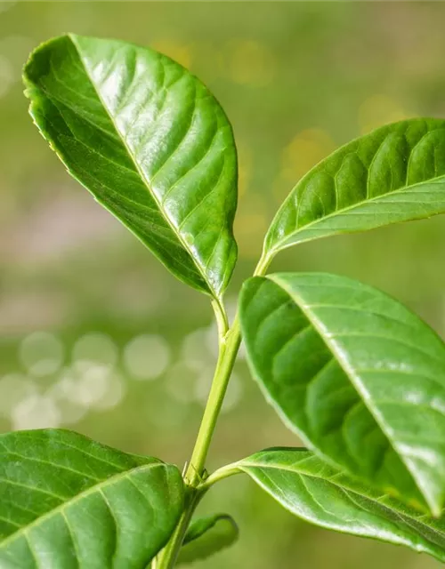 Prunus laurocerasus 'Etna'®