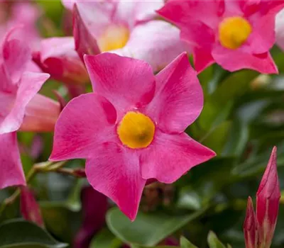 Mandevilla sanderi 'Sundaville'®