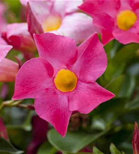 Mandevilla sanderi 'Sundaville'®