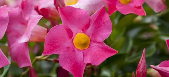 Mandevilla sanderi 'Sundaville'®