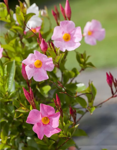 Mandevilla sanderi 'Sundaville'®