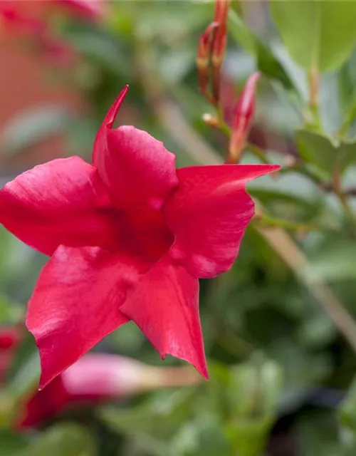 Mandevilla sanderi 'Sundaville'®