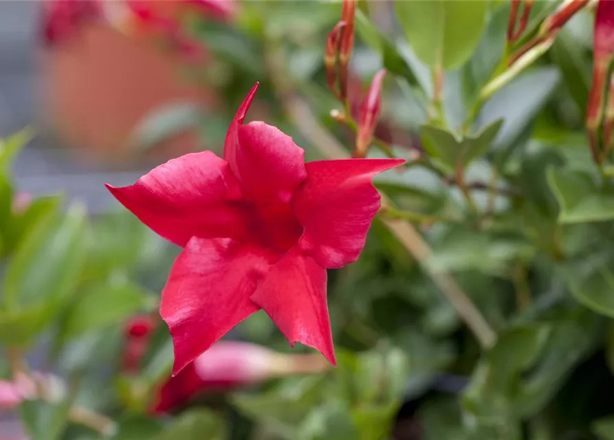 Mandevilla sanderi 'Sundaville'®