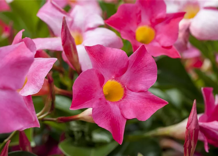 Mandevilla sanderi 'Sundaville'®