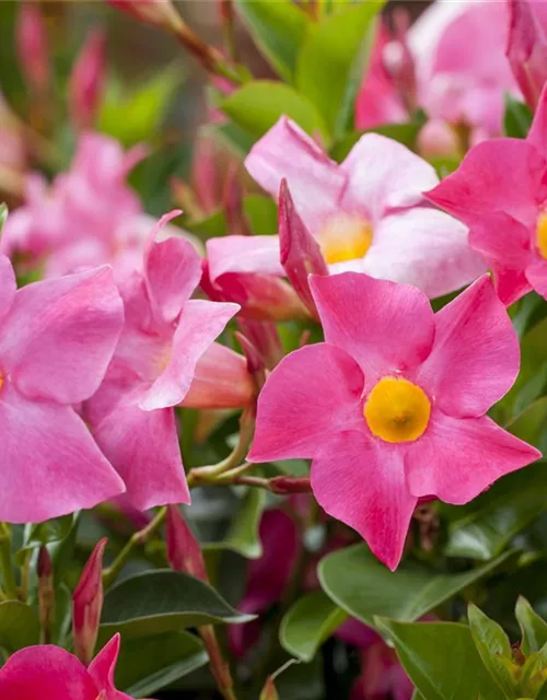 Mandevilla sanderi 'Sundaville'®