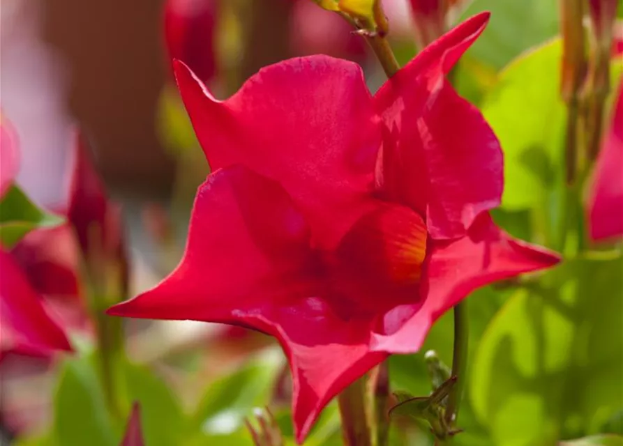 Mandevilla sanderi 'Sundaville'®