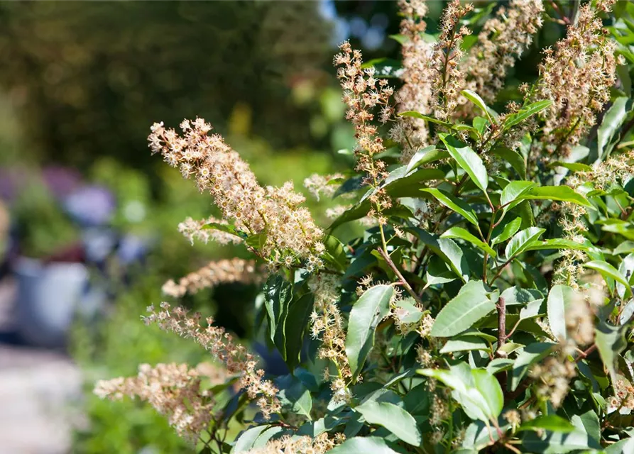 Prunus lusitanica