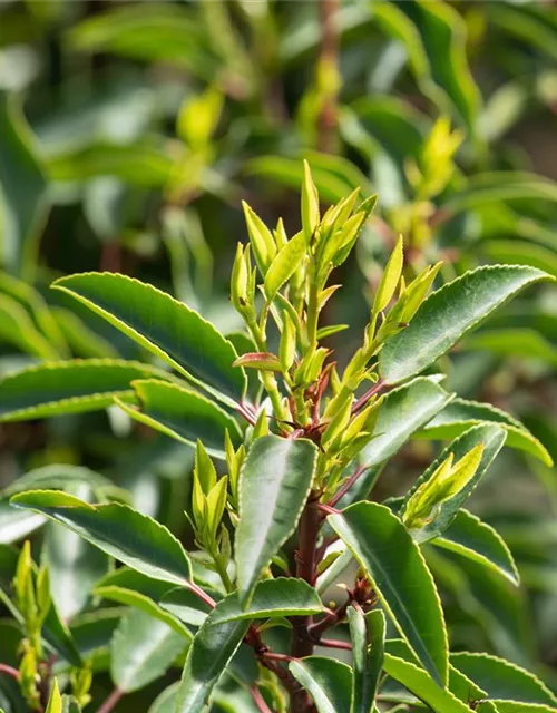 Prunus lusitanica