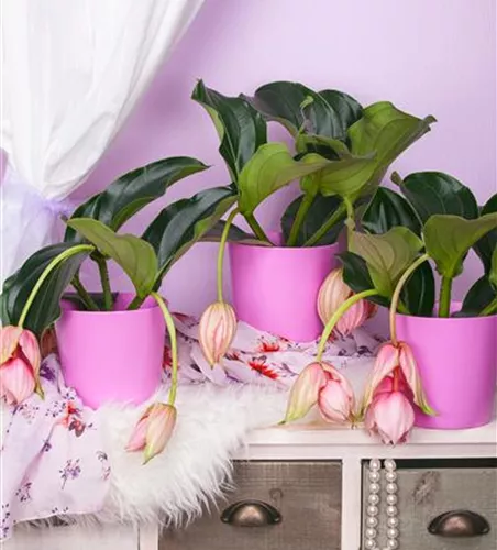 Medinilla magnifica