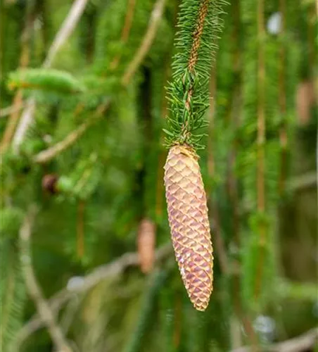 Picea abies