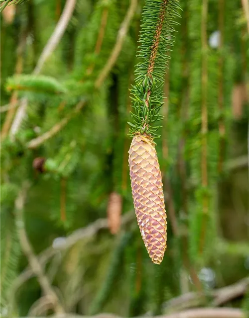 Picea abies