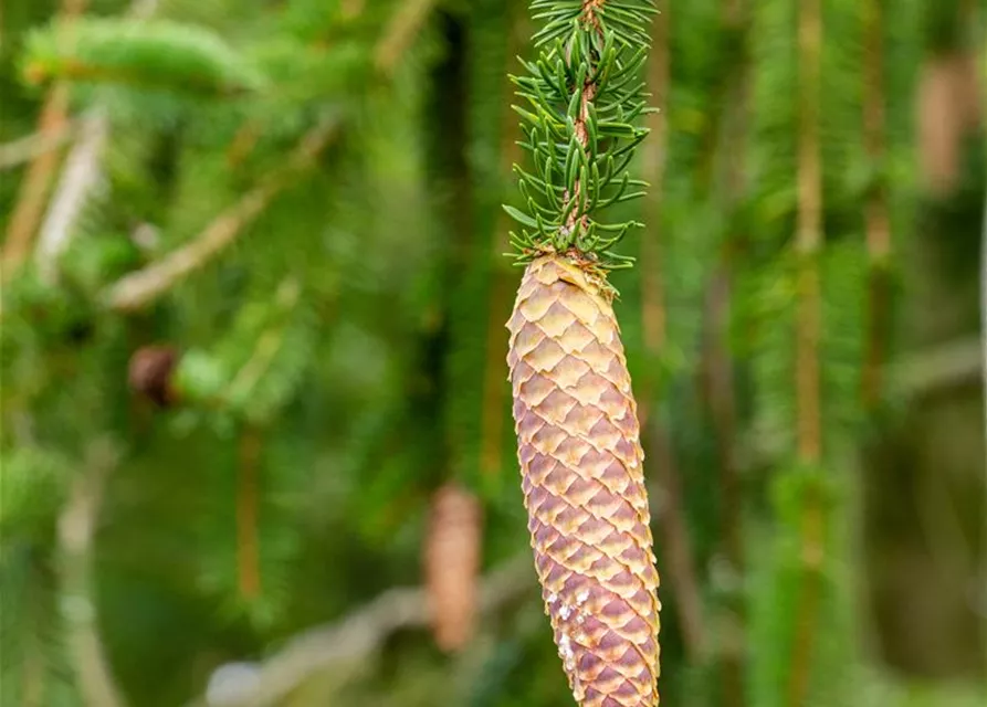 Picea abies