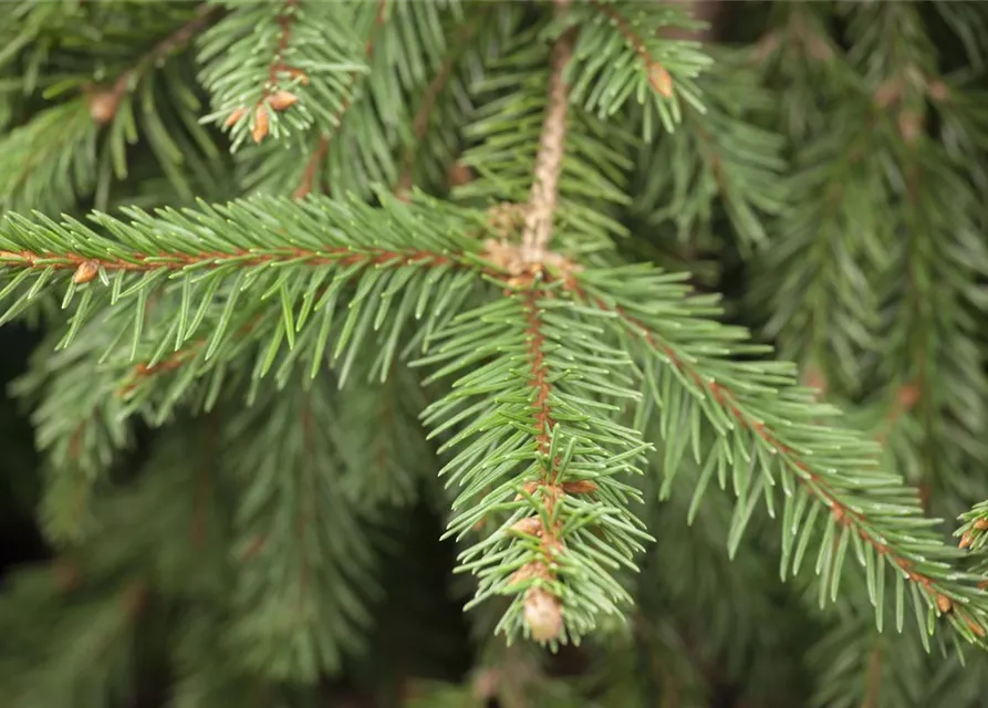 Picea abies