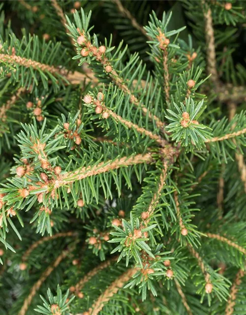 Picea abies