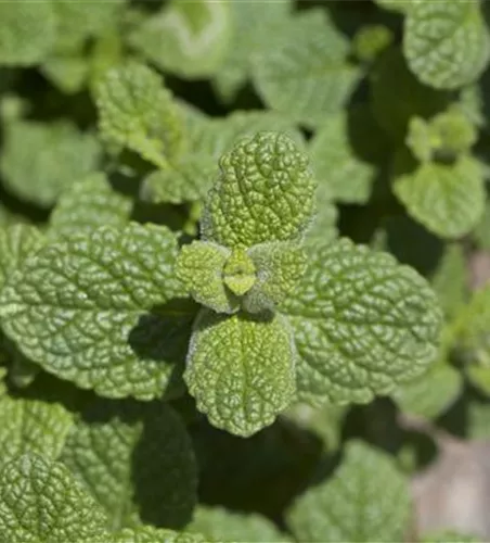 Mentha species