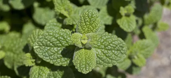 Mentha species