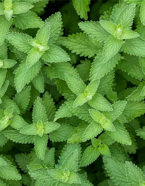 Mentha species