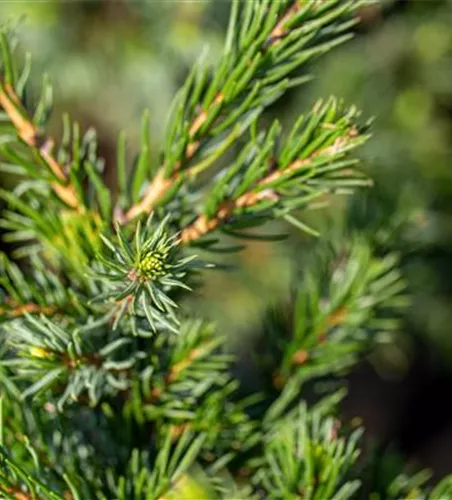 Picea glauca 'Conica'