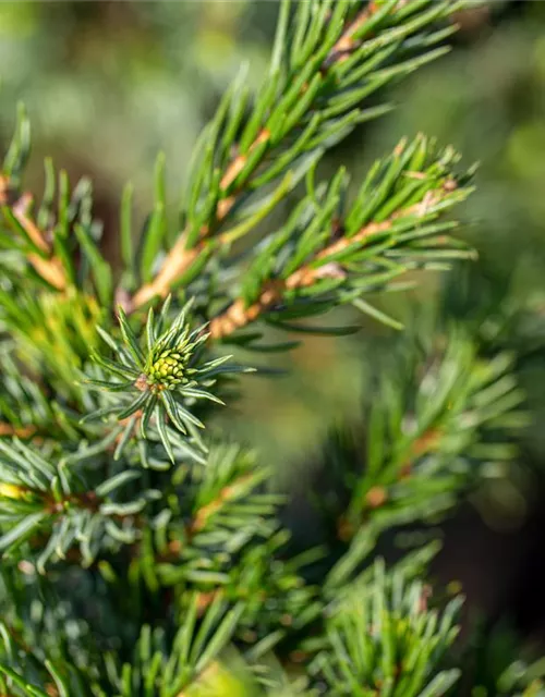 Picea glauca 'Conica'