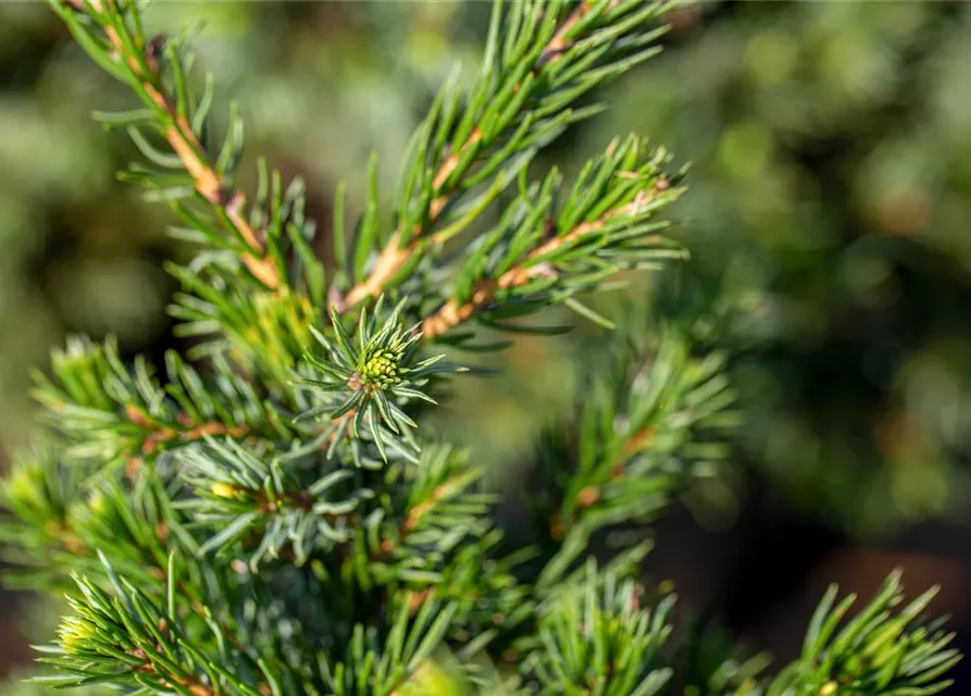 Picea glauca 'Conica'