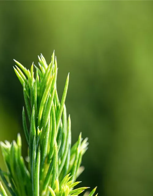 Picea glauca 'Conica'